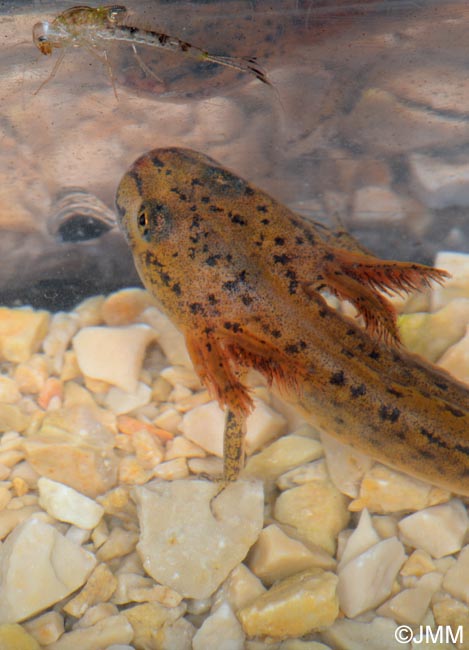 Triturus cristatus