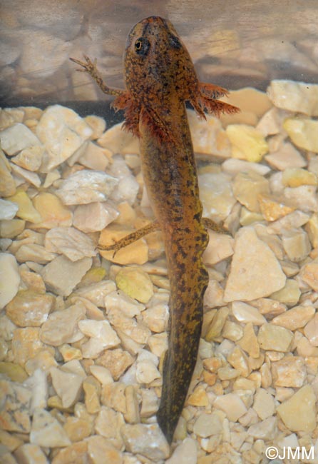 Triturus cristatus