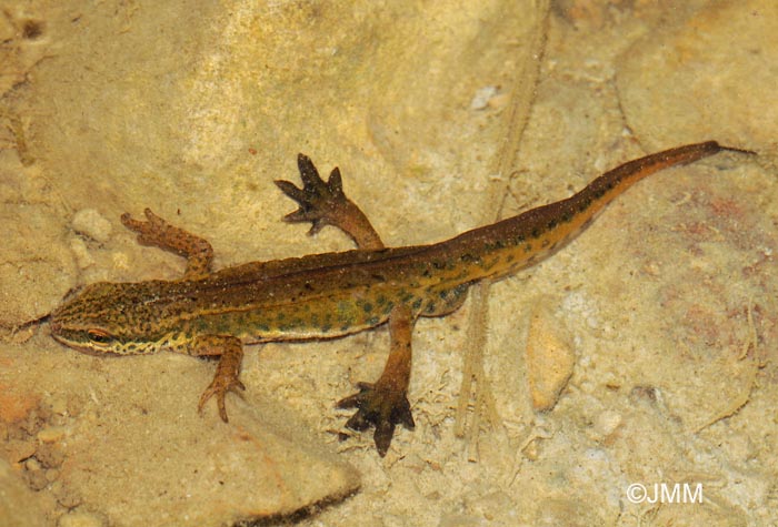 Triturus helveticus