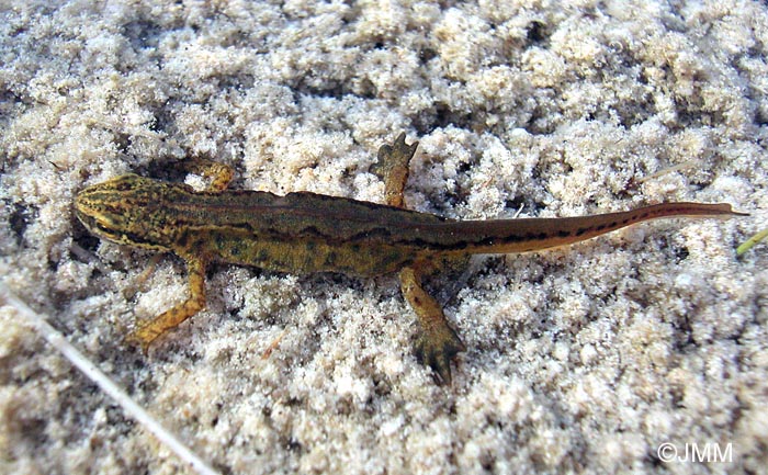 Triturus helveticus