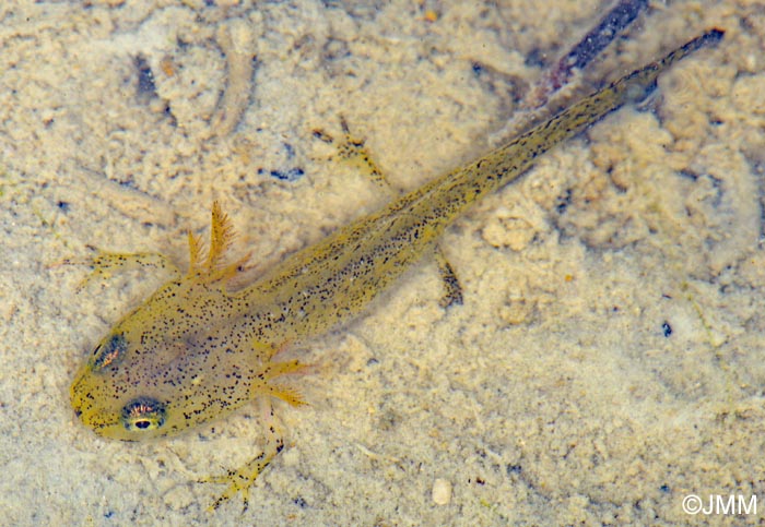 Triturus helveticus