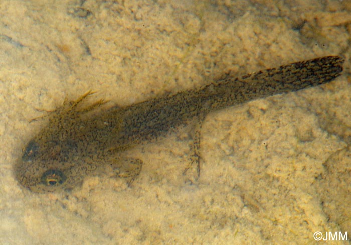 Triturus helveticus