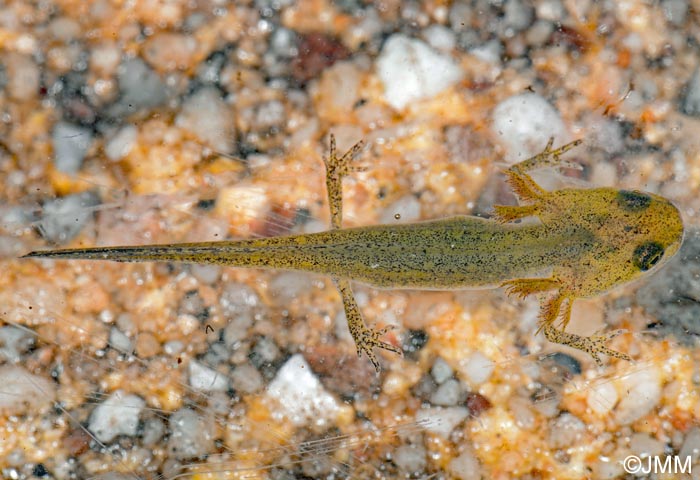 Triturus helveticus