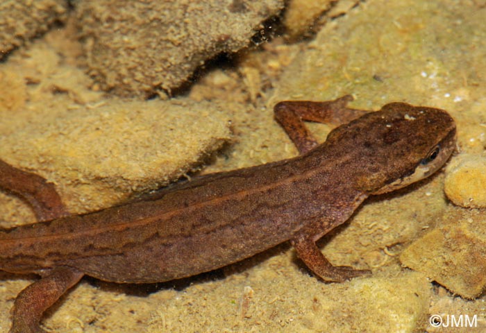 Triturus helveticus