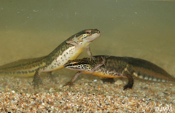 Triturus helveticus