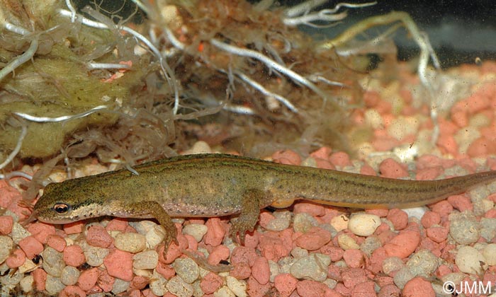 Triturus helveticus