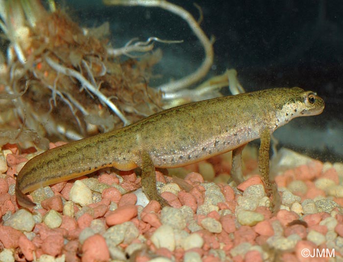 Triturus helveticus