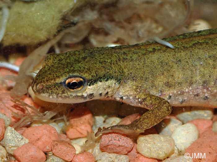 Triturus helveticus