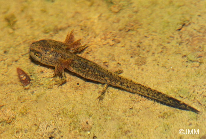 Triturus helveticus