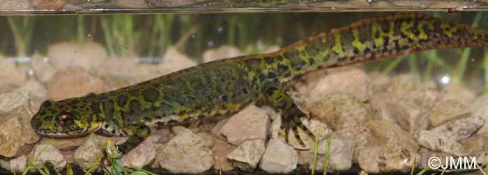 Triturus marmoratus : Triton marbr