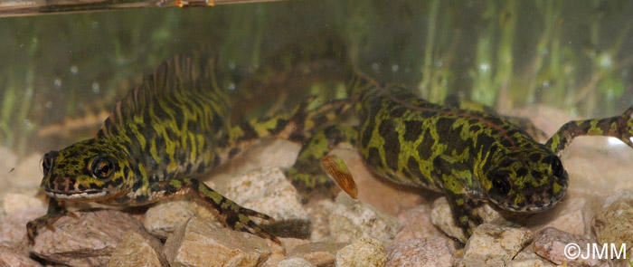 Triturus marmoratus : Triton marbr