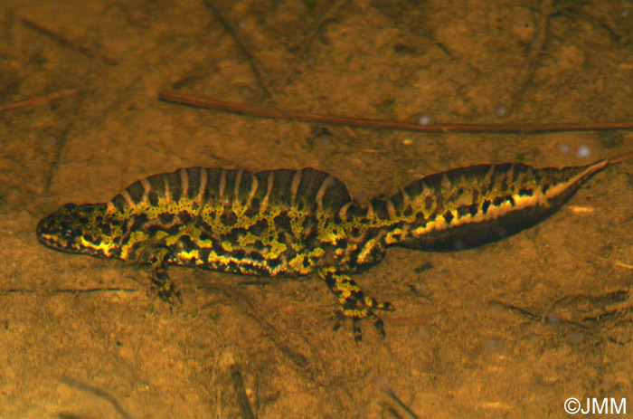 Triturus marmoratus : Triton marbr