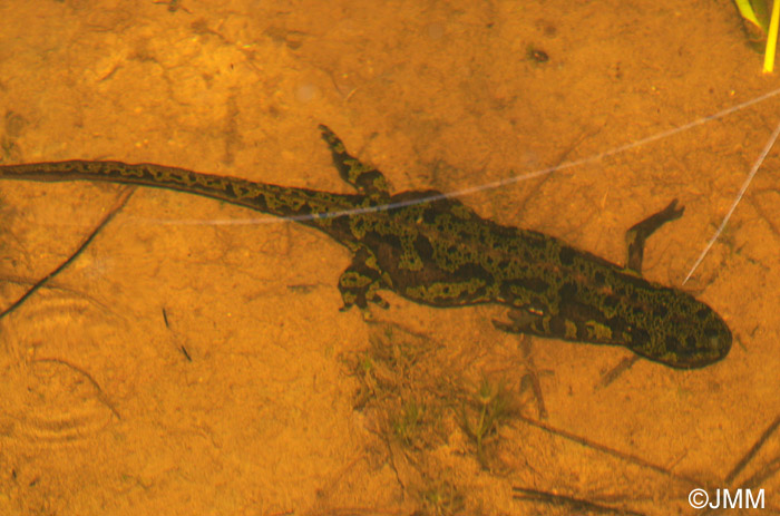 Triturus marmoratus : Triton marbr