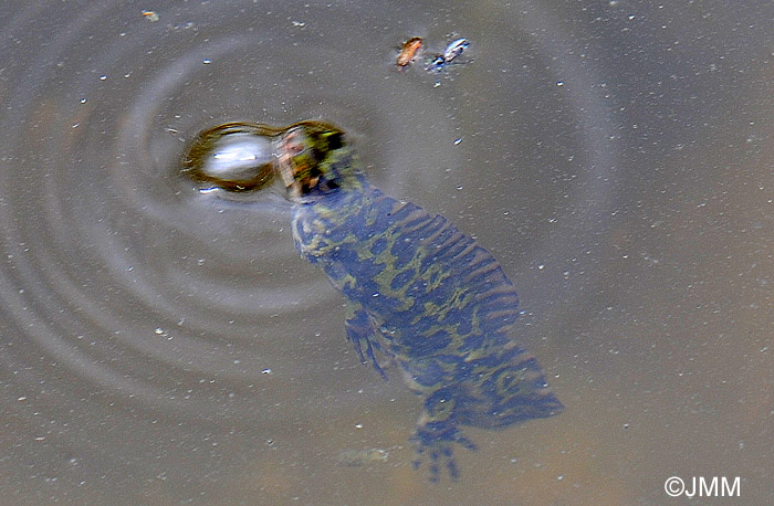 Triturus marmoratus : Triton marbr