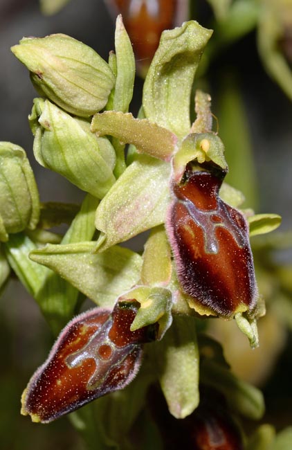 Ophrys cephalonica