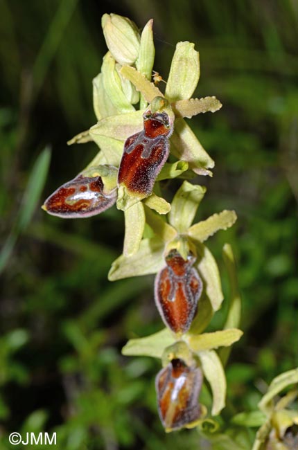 Ophrys cephalonica