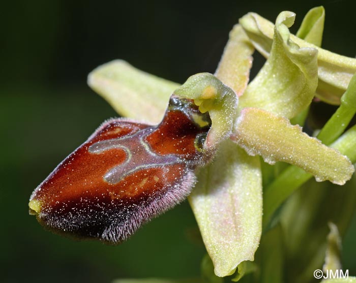 Ophrys cephalonica