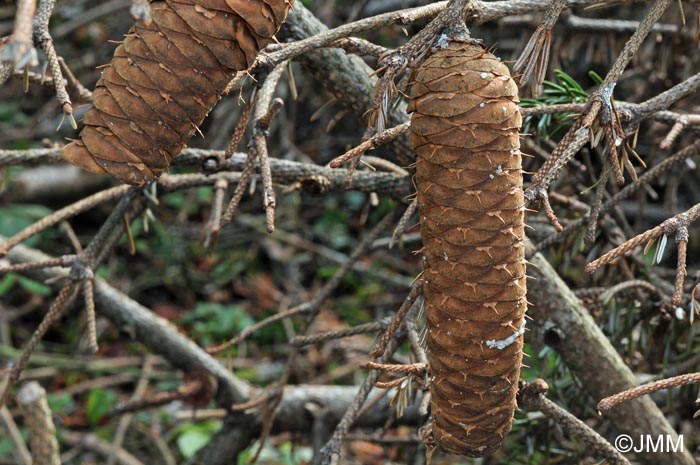 Abies alba : strobiles