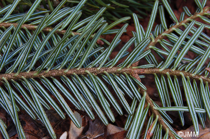 Abies alba