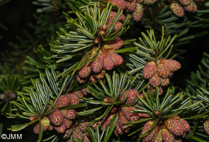 Abies alba