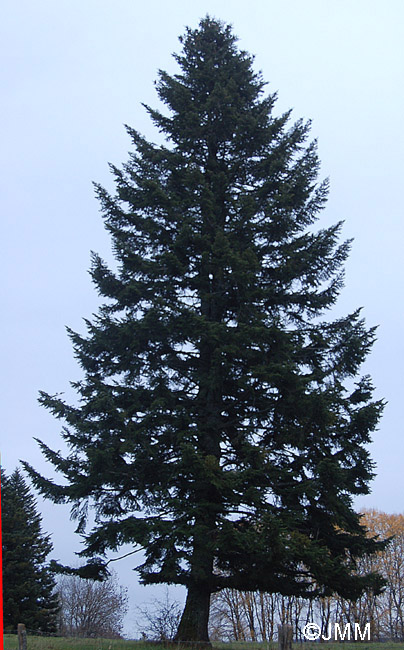 Abies alba