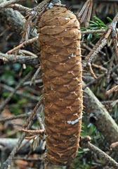 Abies alba = Abies pectinata : strobile