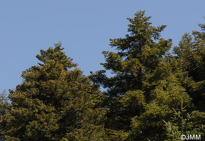 Abies cephalonica