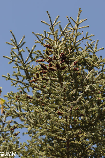 Abies cephalonica