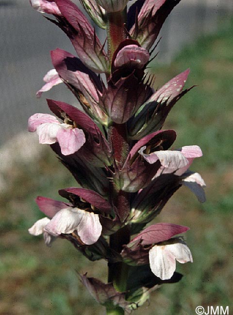 Acanthus mollis