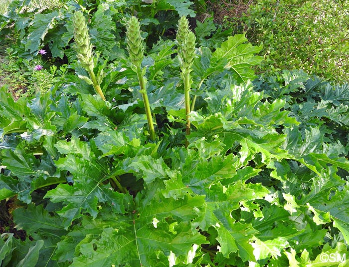 Acanthus mollis