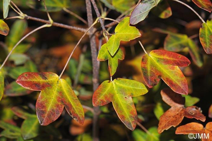 Acer monspessulanum