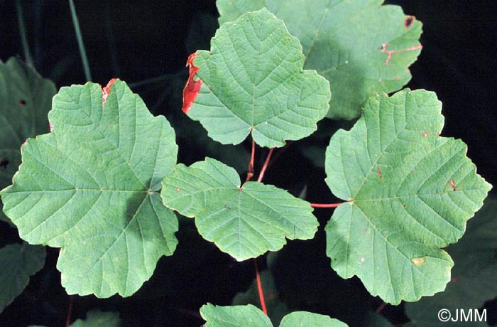 Acer opalus