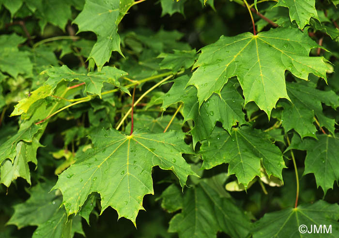 Acer platanoides