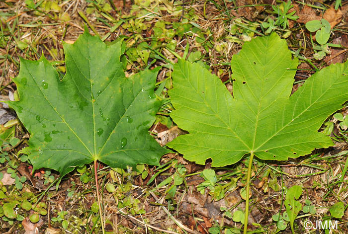 Acer platanoides  gauche, Acer pseudoplatanus  droite