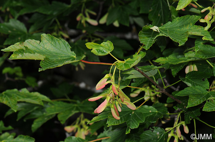 Acer pseudoplatanus