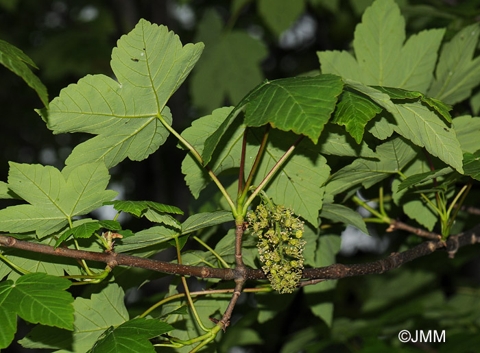 Acer pseudoplatanus