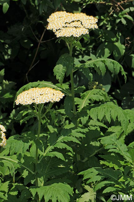 Achillea macrophylla