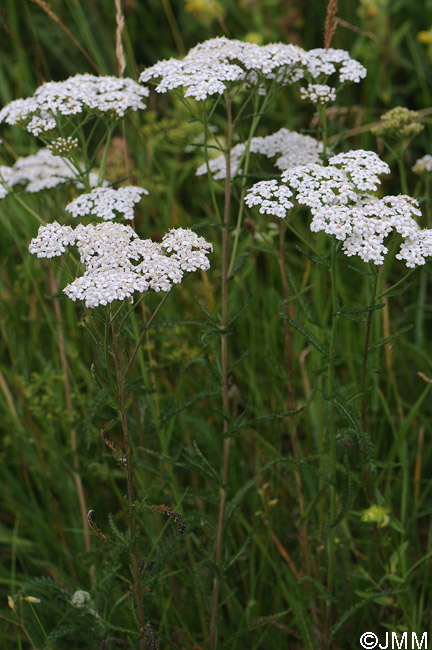 Achillea millefolium