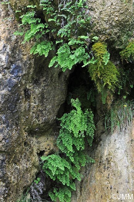 Adiantum capillus-veneris