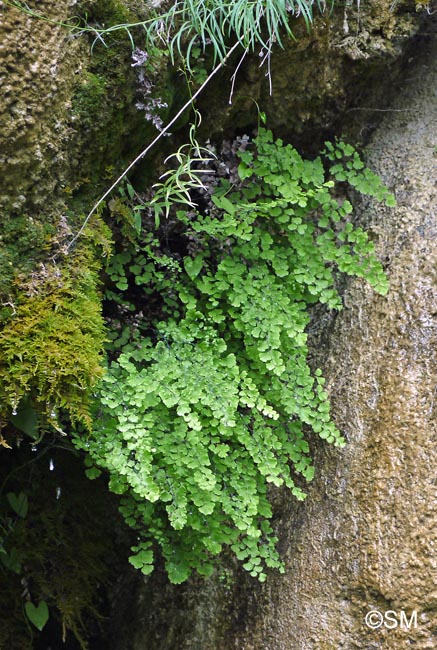 Adiantum capillus-veneris