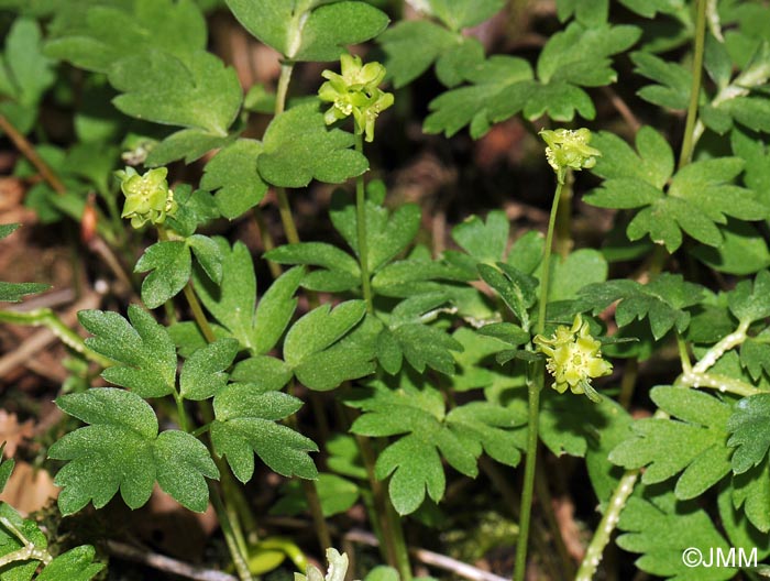 Adoxa moschatellina