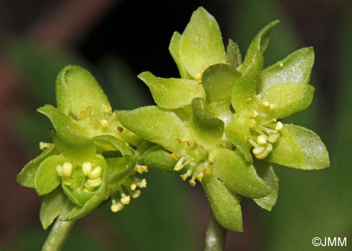 Adoxa moschatellina