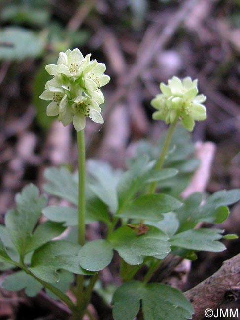 Adoxa moschatellina