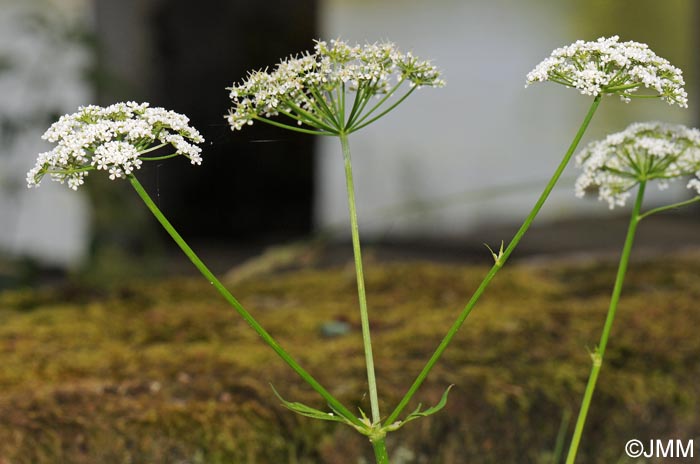 Aegopodium podagraria