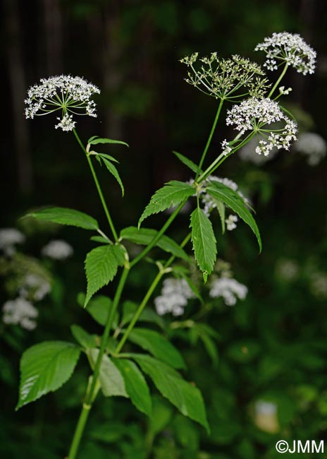 Aegopodium podagraria