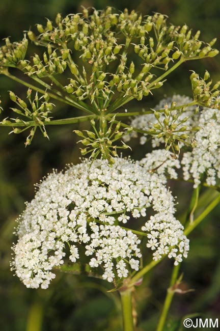 Aegopodium podagraria