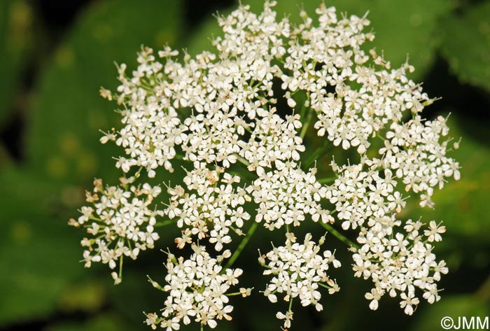 Aegopodium podagraria