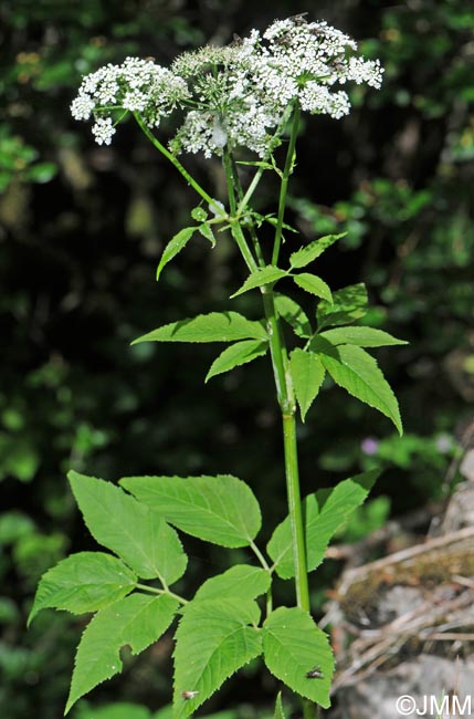 Aegopodium podagraria