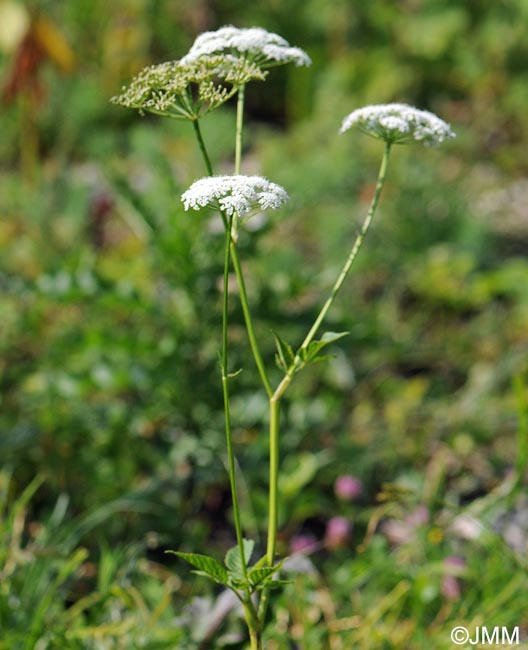 Aegopodium podagraria