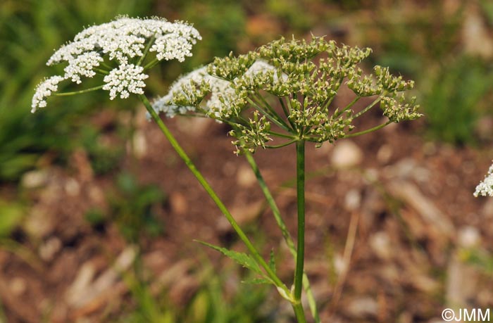 Aegopodium podagraria